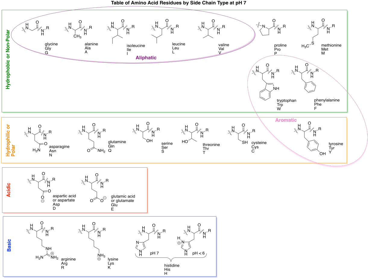 Common Biomolecules